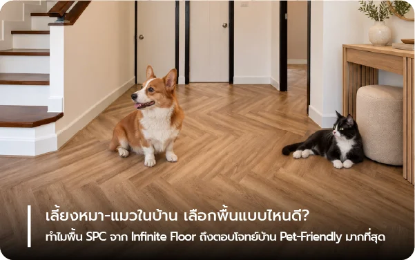 เลี้ยงหมา-แมวในบ้าน เลือกพื้นแบบไหนดี? ทำไมพื้น SPC จาก Infinite Floor ถึงตอบโจทย์บ้าน Pet-Friendly มากที่สุด